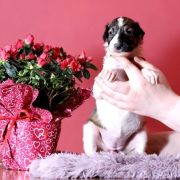 NOBLE NIDA Impuls i Splendor