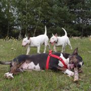 CZARNA PERŁA Kosmalkowo