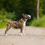 LUCKY BEAST IN TROUBLE FROM Fitbull