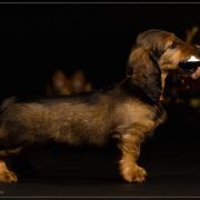 UNGARO Hokus Pokus z Perłowej