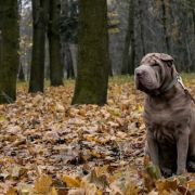 Vanderburg Fairy tale daos