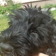 Ofelia Magiczna Czerń FCI