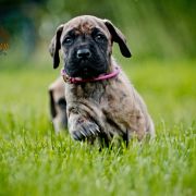 CHARLOTTE DOLCE VENDETTA FCI 