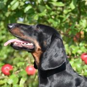 AGENT 007 Nes Gwadiana (FCI)