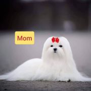 Ц