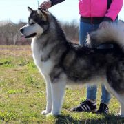 Carrie Nukka De Lobo Arctic Snow 