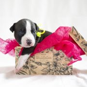 MAJESTY Zealous Heart