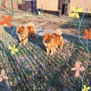 CALLA CHANEL MONASIM DE ROMANIA