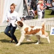 Knaga Dar Świętego Bernarda (FCI)