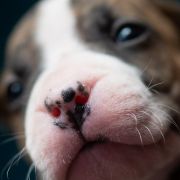 TASMANIAN DEVIL Because of Crazy Time 