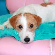 Ch.PL Best Jack ILLUSIA