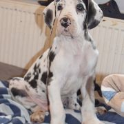 OBELIX Czar Olbrzyma