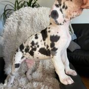 OBELIX Czar Olbrzyma