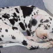 OBELIX Czar Olbrzyma