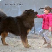 BHADRA Ri Senge