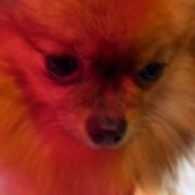 Holi- Small Amber Hearts 