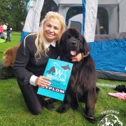 OMEGA Beautiful Great Dane FCI