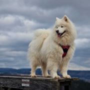 SHANTII SUPER STAR Small Silver FCI 