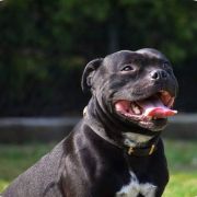 Jackal Is Coming Diabelski Uśmiech 