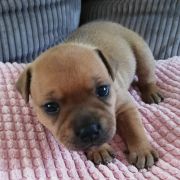 BRANDY Horseradish Gang Staff