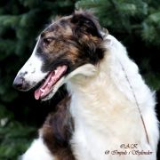 KRASNAJA KIZLAR Impuls i Splendor