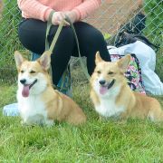 Yoga Raja iz Gvardii Corgos 