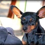 APHRODITE DEAM AMORIS DIVINA DAEMONIA FCI 