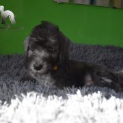 PICASSO Diamond Lamb