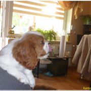 Xantos Ex imo Corde (FCI)