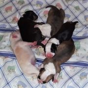 Autumn litter D' 2020