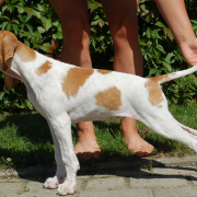 Halti Beskid Point (FCI) 