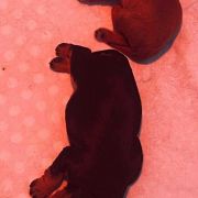 Hexala Ninakupenda (FCI)