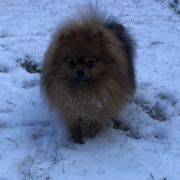 MAYLO WINER Bobrolandia