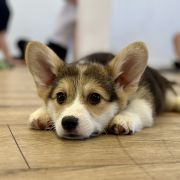 P - Welsh Corgi Pembroke krótkie ogonki