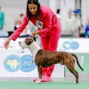 NEVER SAY NEVER VIA FORTUNA