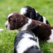 Lighhearted Gimli from Fellowship Of The Ring