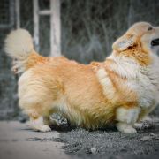 ALBERT DUBENSKY ZAMOK