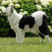 CHUNNI GWIAZDA Diament Jakucji