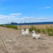 Tiffany Stilish Babe