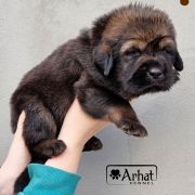 JOHNNIE WALKER Arhat 