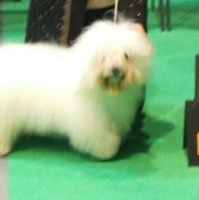 CUTE ANGEL Amicus Slovakia