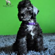 MIYA Diamond Lamb