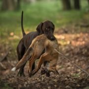 Karat z Cudownego Lasu