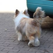 Angel in Terra Civis 