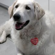  Nádas-Kincse Frézia 