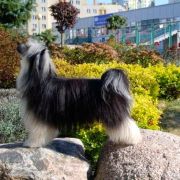 Winnie The Puff Resuruss