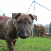 Pancerny Pączek Gryźbull