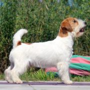 JCHPL,CHPL DESIGN DA VINCI By Pemiko