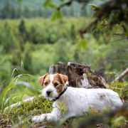 OLIWKA Lubelski Tropiciel FCI Mł.Ch PL
