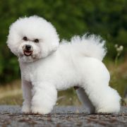 Walcott Aschar Hascikova